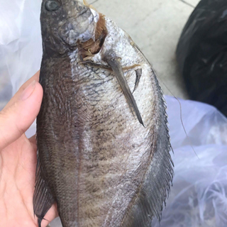 bỏ sỉ khô các loại