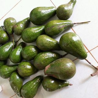 Bơ sáp long khánh