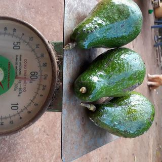 Bơ sáp long khánh