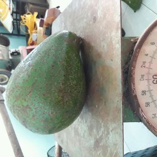 Bơ sáp long khánh