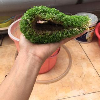 Trận châu cuba thủy sinh
