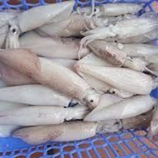 Mực trứng