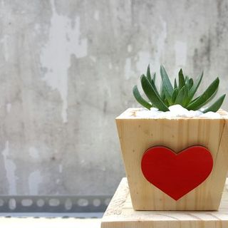 Chậu gổ cute trồng cây mini