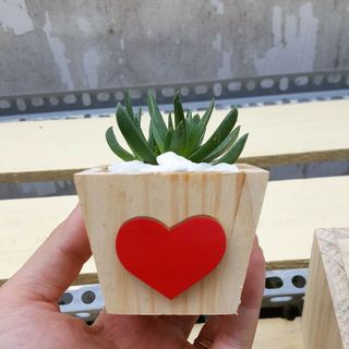 Chậu gổ cute trồng cây mini