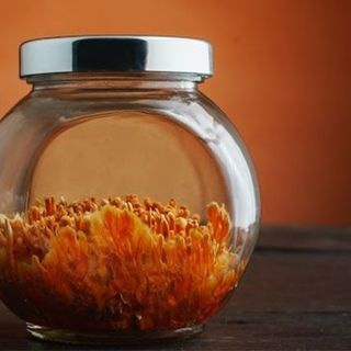 Đông trùng hạ thảo tươi parami lọ 50g