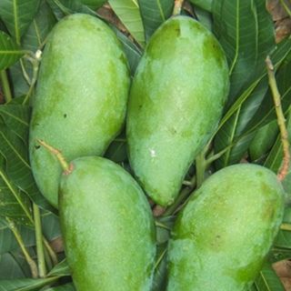 Xoài tượng cưa khẩu lệ thanh