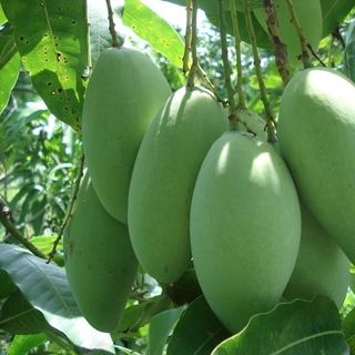 Xoài tượng cưa khẩu lệ thanh