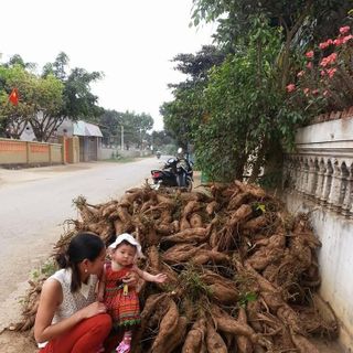 Bột sắn dây nguyên chất