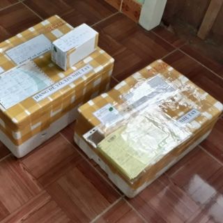 Tinh dầu tràm Long Vương