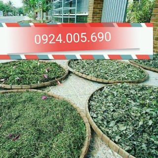bột tắm trắng cao lá cây rừng