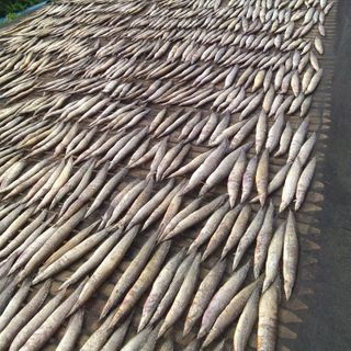 Khô Cá miền tây Thành Nam