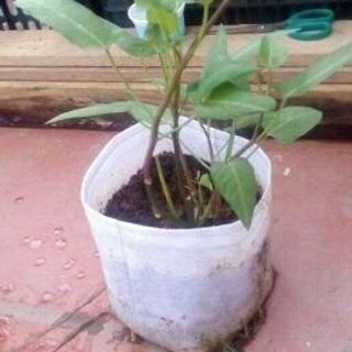 Túi trồng rau sạch
