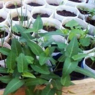 Túi trồng rau sạch