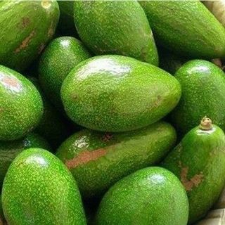 bơ các loại