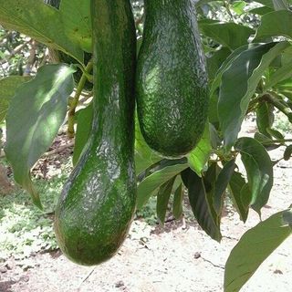 bơ các loại