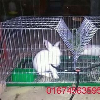 sản lồng thỏ bồ câu gà