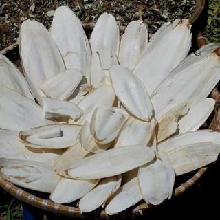 CẦN THU MUA NANG MỰC KHÔ LƯỢNG LỚN