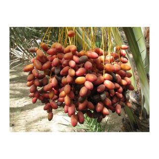 Mứt Chà là Ai Cập thơm ngon 500gr
