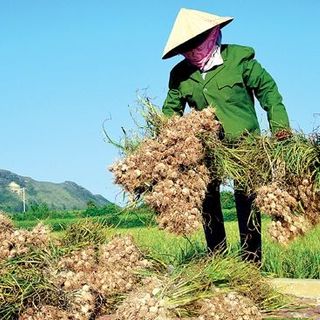Tỏi Lý Sơn đặc sản Quảng Ngãi 500gr