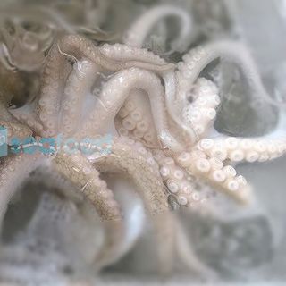 Cung cấp bạch tuộc lượng lớn
