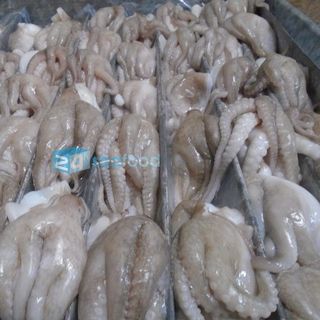 Cung cấp bạch tuộc lượng lớn