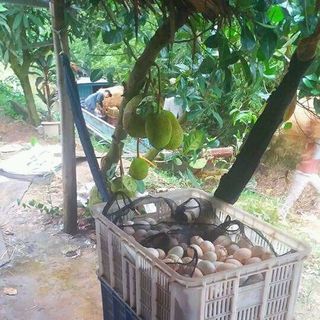 trứng vịt ta tại sóc trăng