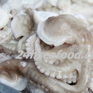 Cung cấp bạch tuộc lượng lớn