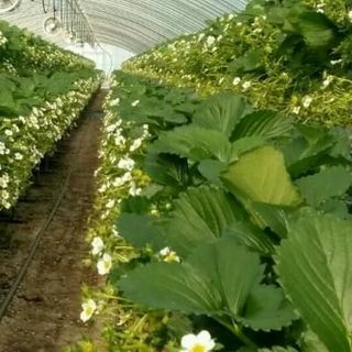 dâu tây nhật trồng theo công nghệ hàn quốc