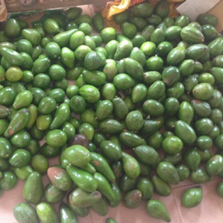 bơ sáp đak lak nè mọi người ơi