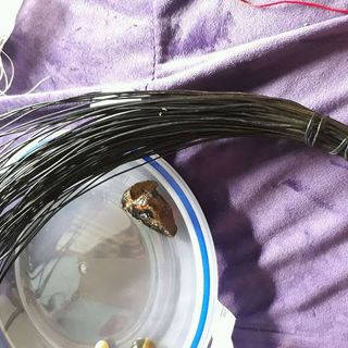 lông đuôi voi rừng 100