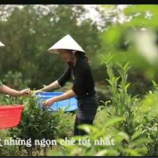 Bột Trà Xanh Nguyên Chất