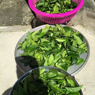 Bột Trà Xanh Nguyên Chất