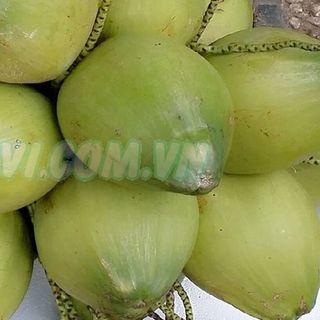 Dừa xiêm Bến Tre