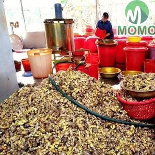TINH BỘT NGHỆ NGUYÊN CHẤT