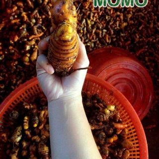 TINH BỘT NGHỆ NGUYÊN CHẤT