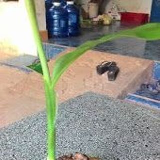 Củ riềng gió