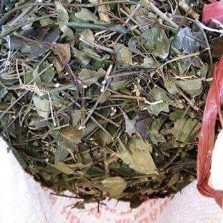LÁ CHÈ VẰNG SẺ