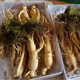 Cao Hồng Sâm và sâm tươi Nấm và cao Linh chi
