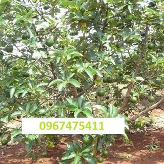 Bơ sáp đắc lắc