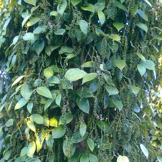 Tiêu đen Đăk Lăk