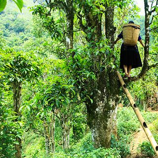Chè Tuyết Shan Cổ Thụ Tủa Chùa