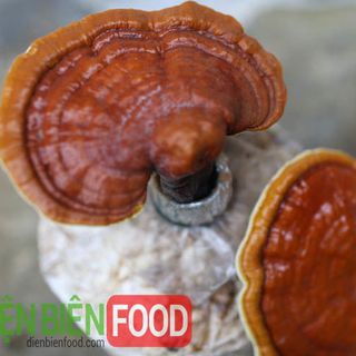 Nấm Linh Chi Tây Bắc