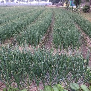 Tỏi tím nghệ an