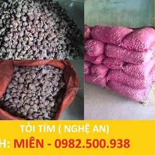 Tỏi tím nghệ an