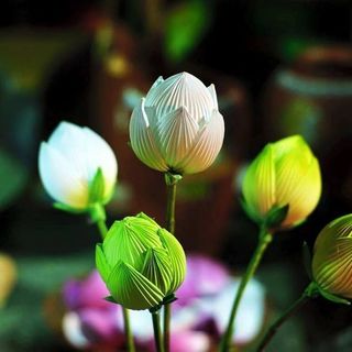 HOA SEN GIẤY