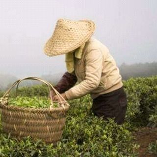 TRÀ OLOONG TỨ QUÝ NHÃN HIỆU MEKONG