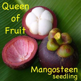 MĂNG CỤT LÁI THIÊU