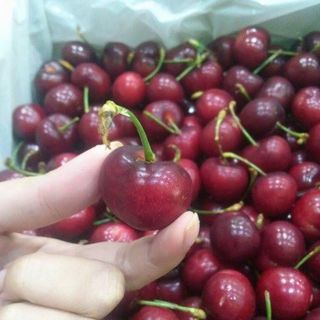 Cherry Mỹ size 9 washington