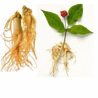 Thuốc Tăng cân Hồng Sâm Tăng cân gia truyền Thuốc nam