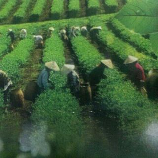 TRÀ THÁI NGUYÊN TÂN CƯƠNG
